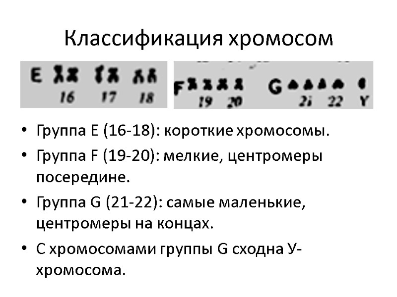 Классификация хромосом Группа Е (16-18): короткие хромосомы. Группа F (19-20): мелкие, центромеры посередине. Группа